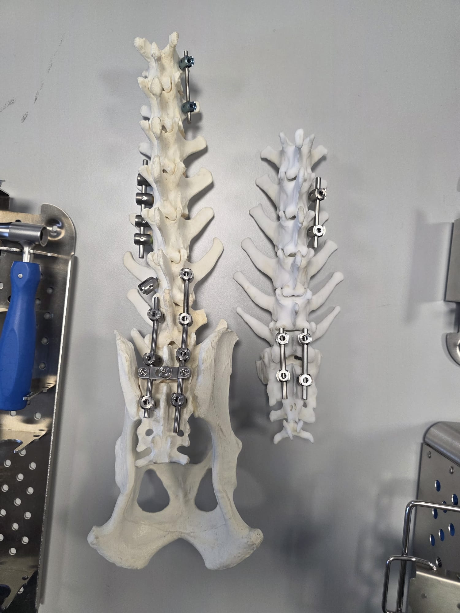 Confronto tra due colonne vertebrali stampate in 3D di taglie diverse